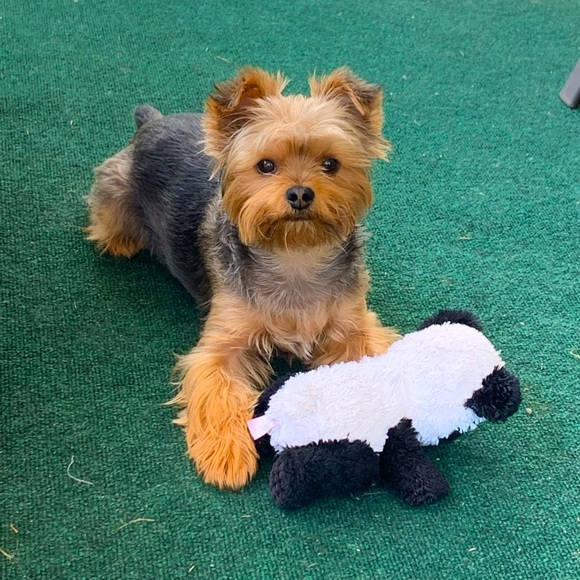 Meet your Posher, Tina - Picture 1 of 1